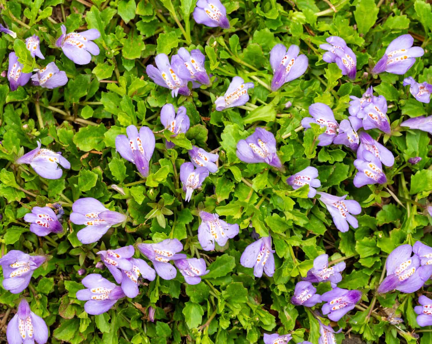 Mazus reptans flowers growing as ground cover in central Virginia in mid-April