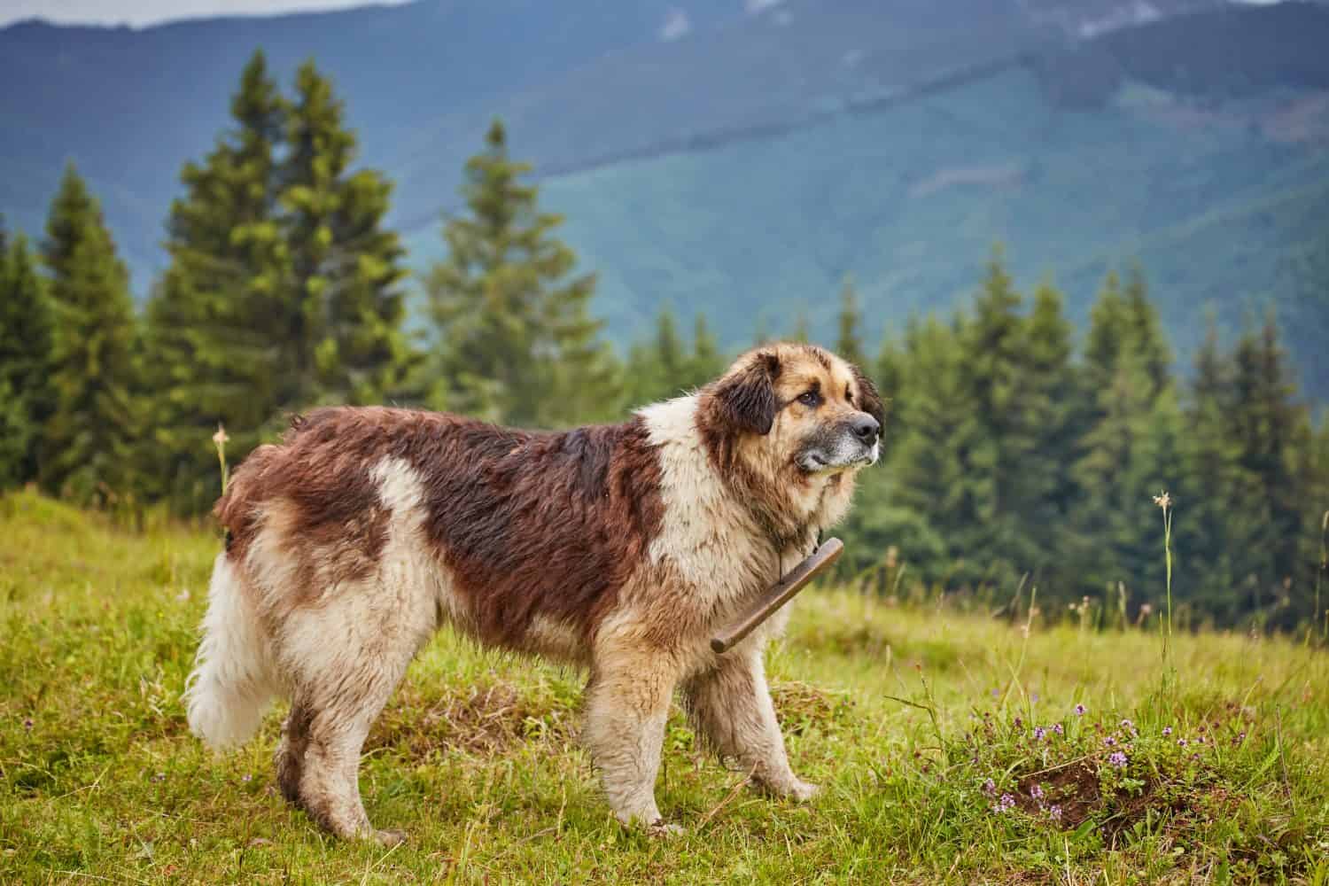 romanian shepherd dog standing on green field
