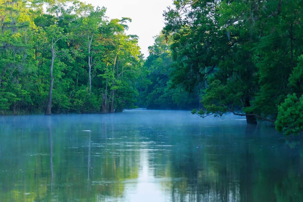 Big Thicket Reserve in Texas USA