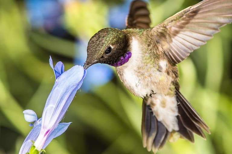 Black-Chinned Hummingbird Searching for Nectar Among the Blue Flowers