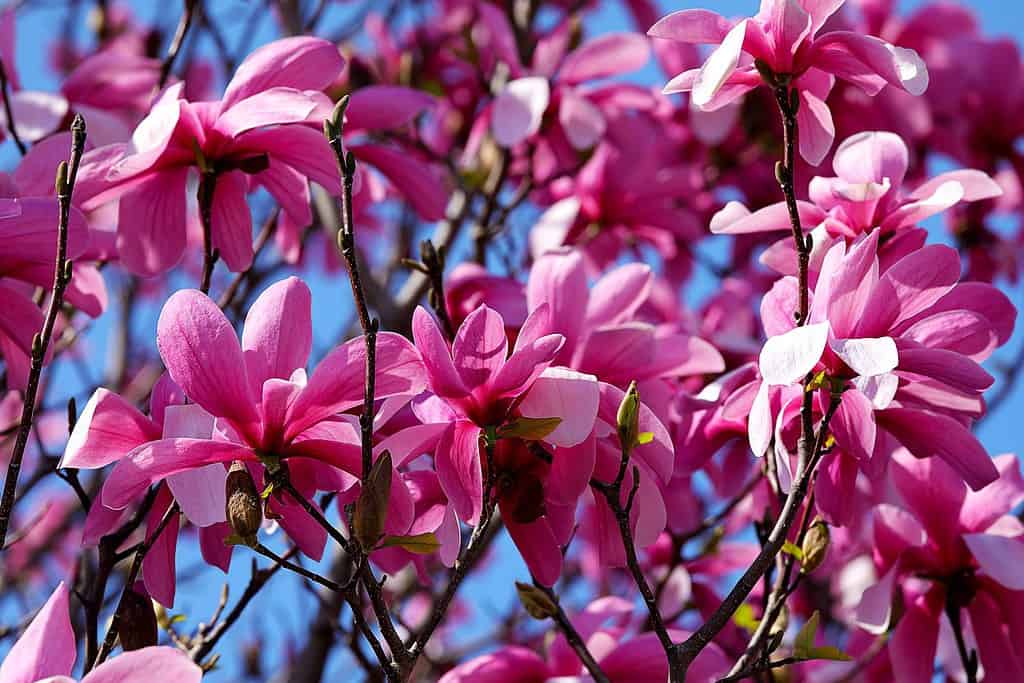Fresh pink flowers on Ann Magnolia Tree, spring blooming time in the park, macro, blue sky background.