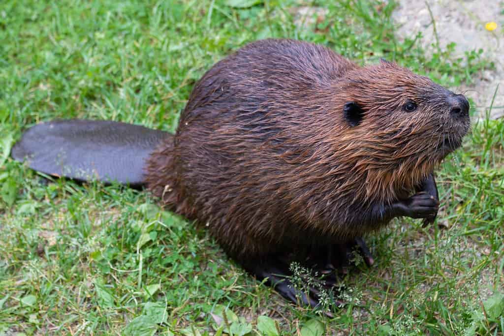 North American beaver (genus Castor)