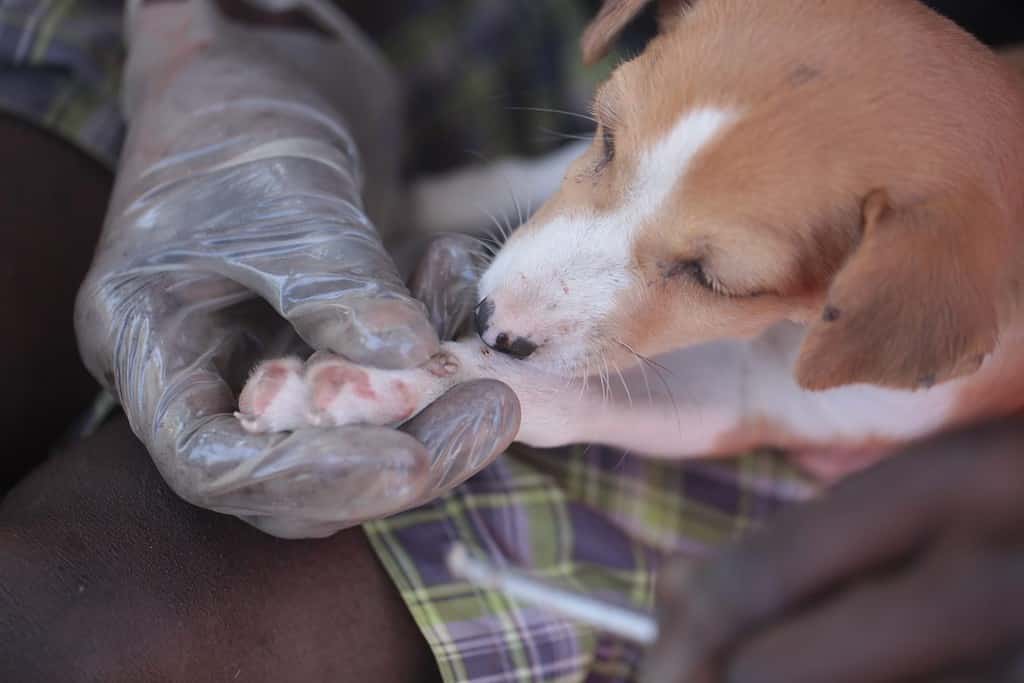 Sambouya, Gambia, Africa, May 15, 2019:close up photography of a dog puppy in black male hands in latex glow , holding twizzers pressing out a maggot out of a dogs paw, outdoors on a sunny day