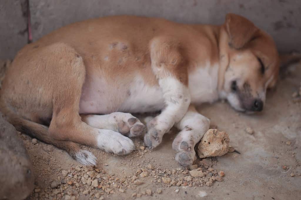animal closeup photography: horizontal photo of a brown and white dog puppy with maggot scars on his belly, sleeping outdoors on a sunny summer day in the Gambia, Africa
