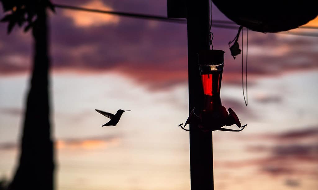 Hummingbird at bird feeder in front of suburban sunset