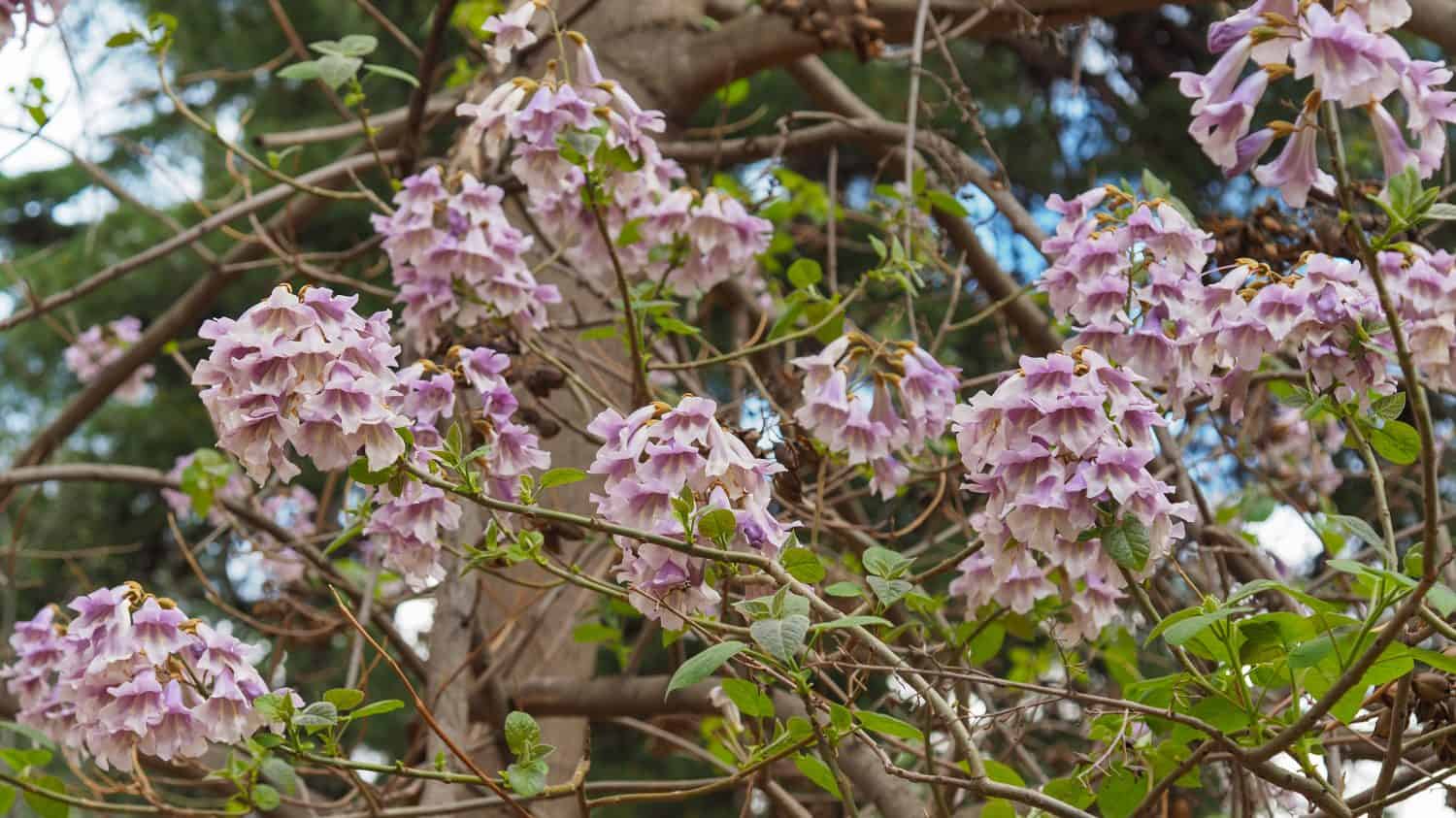 Paulownia elongata tree with light violet blossoms. On the branches of Royal Paulownia, pink pastel colored flowers with purple spots. Empress or Dragon tree, deciduous plant in Paulowniaceae family.