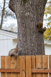 Squirrel Tries to Evade Bobcat’s Attack photo