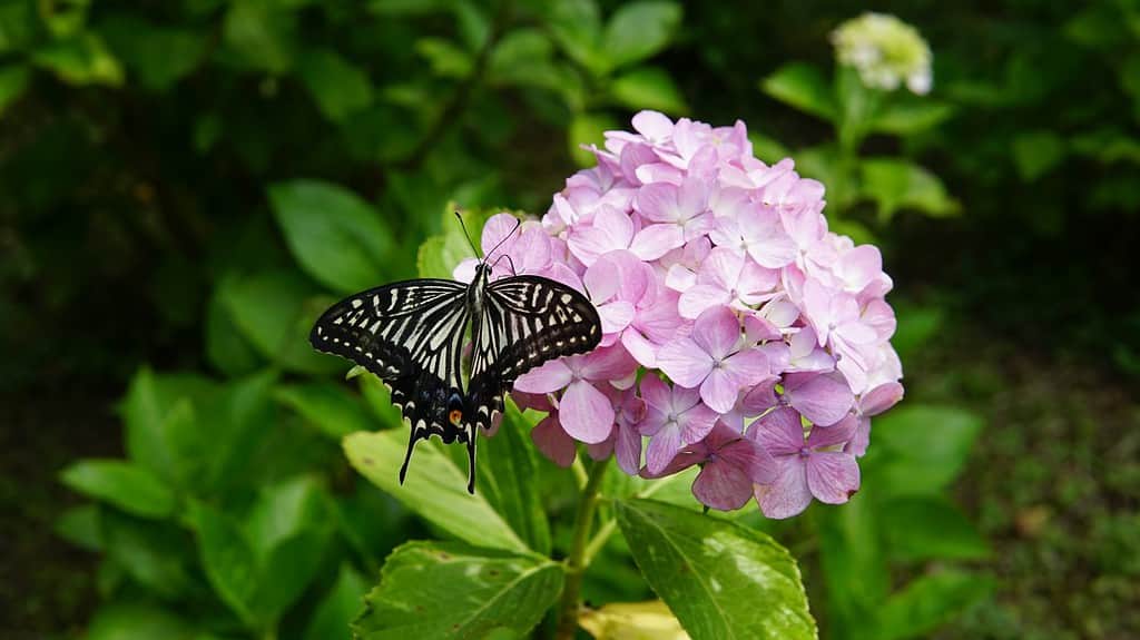 Butterfly stopping on pink Hydrangea.