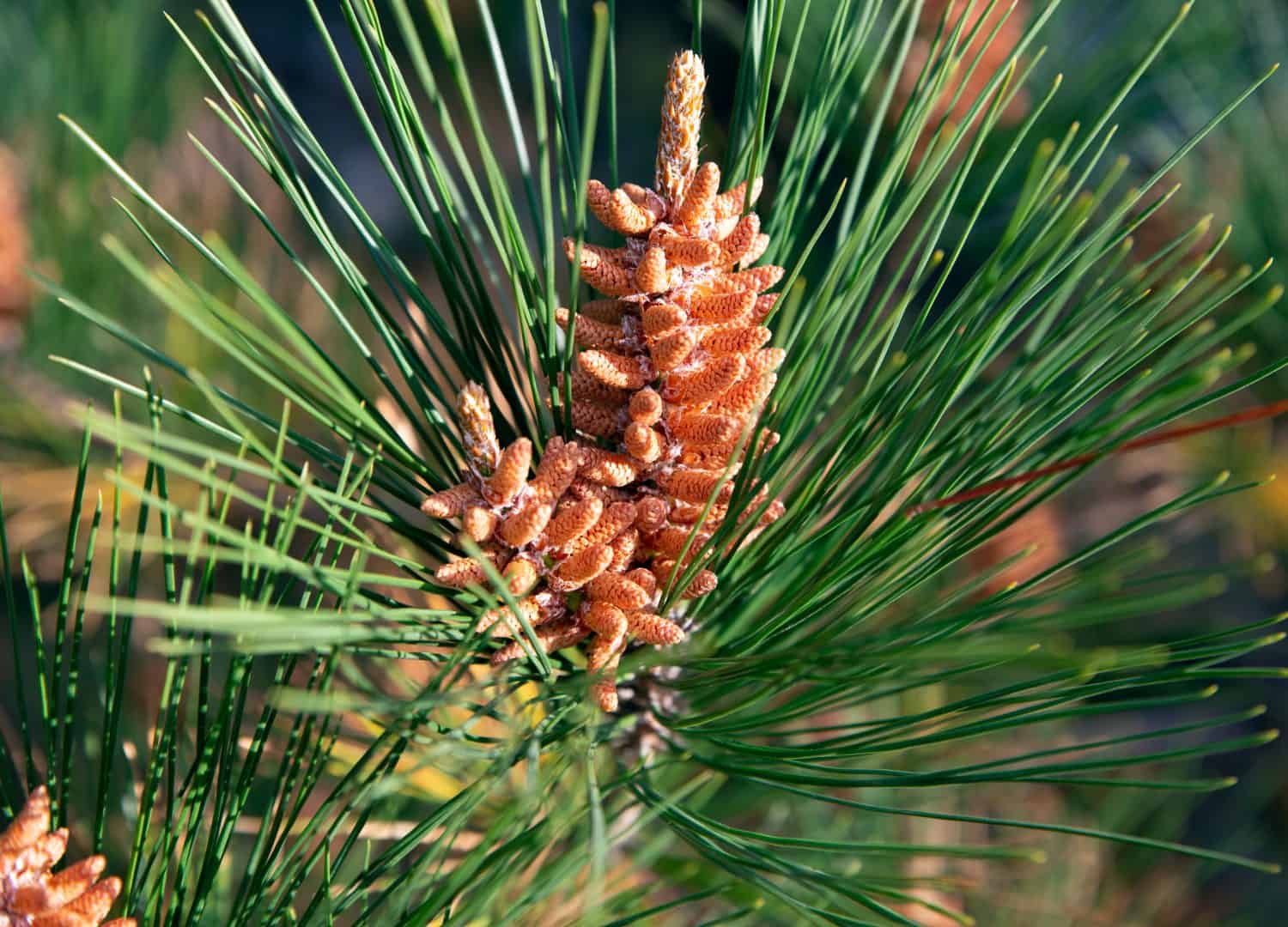 Red pine, pinus resinosa, norway pine, american red pine