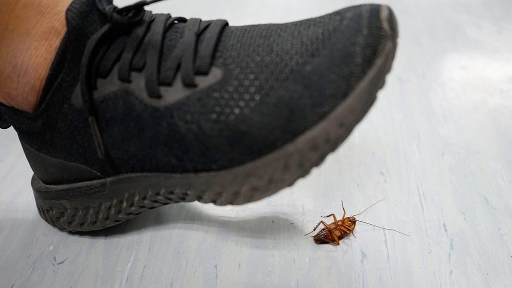 foot stepping on cockroach, Dead cockroach