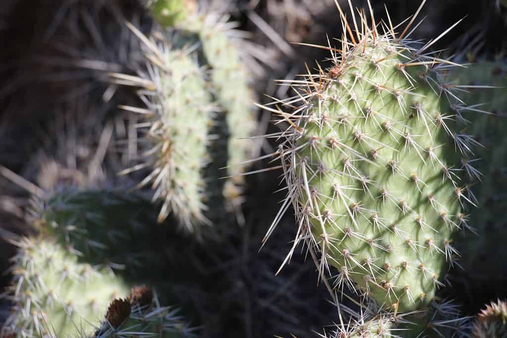 A Pricklypear cactus (Opuntia cymochila) with long spines in bright sunlight