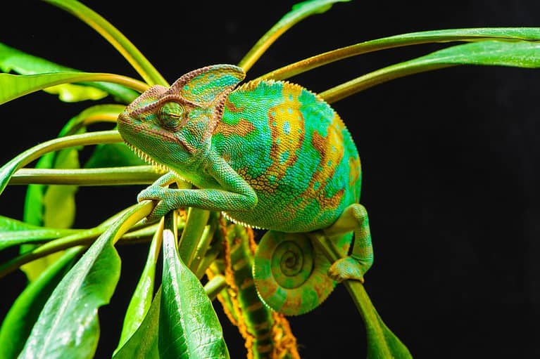 Yemen chameleon isolated on black background