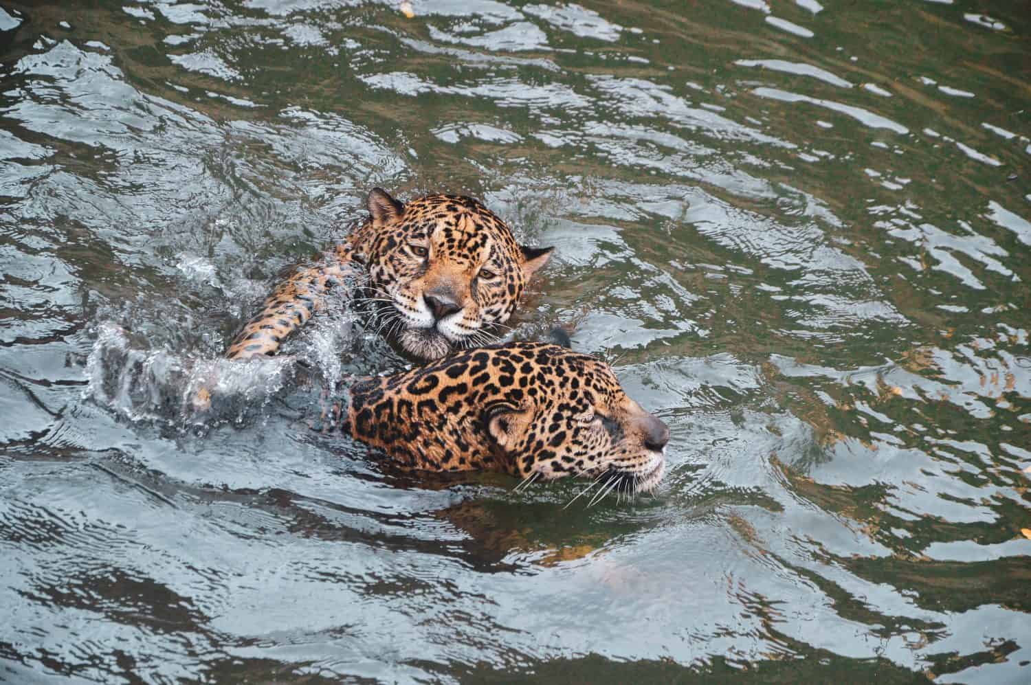 leopard swim and play in the water