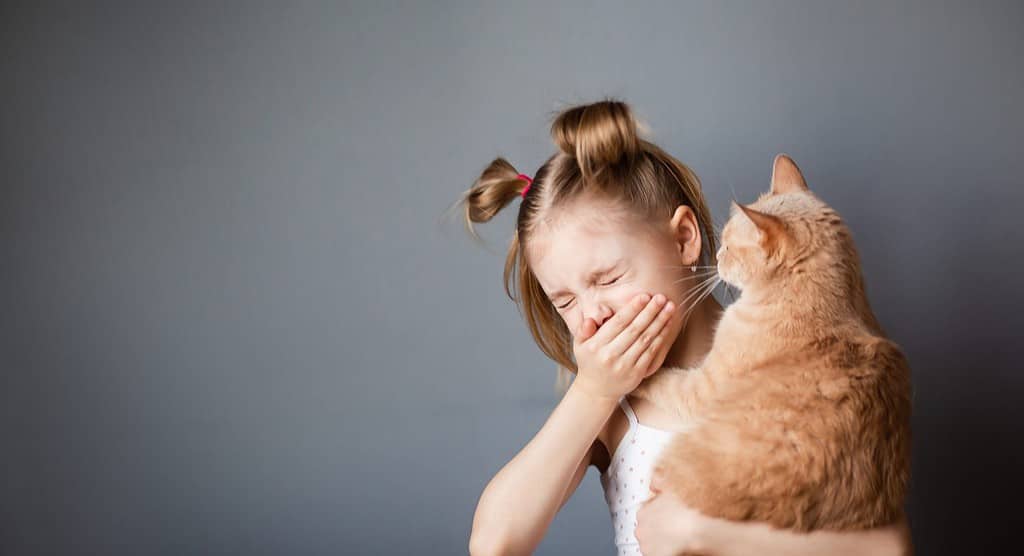 little girl 7-8 years old with a red cat in her arms suffers from allergies, sneezes from an allergic rhinitis, gray background