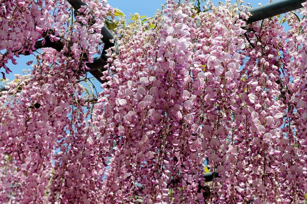 Pink wisteria with blue sky