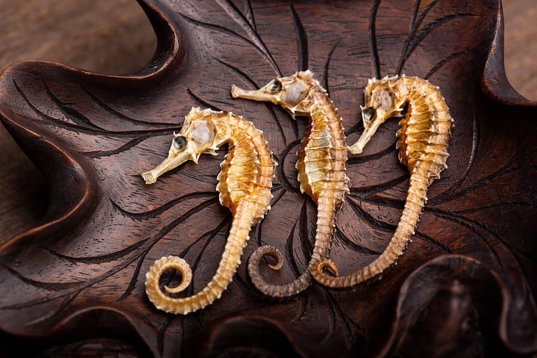 Dried longsnout seahorse (Hippocampus reidi) also known as slender seahorse,Dried seahorse,Chinese stews for health preservation