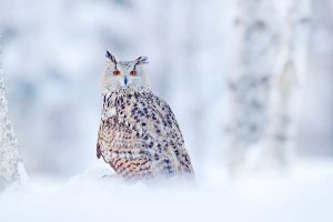 How Animals in the Taiga Survive the Extreme Winter Cold Picture