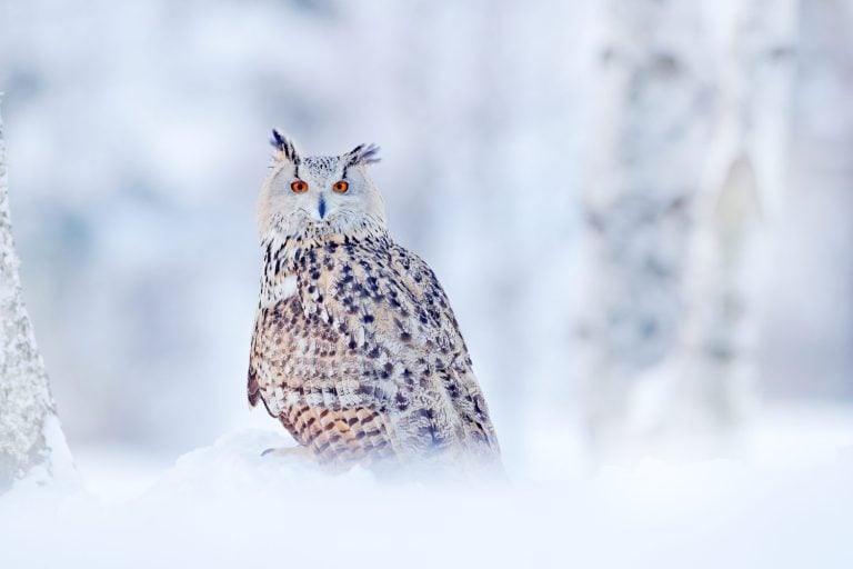 Siberian Eagle Owl, Bubo bubo sibiricus, sitting in the birch tree with snow in the forest. Winter scene with Big Eastern owl in the nature taiga habitat, Russia wildlife.