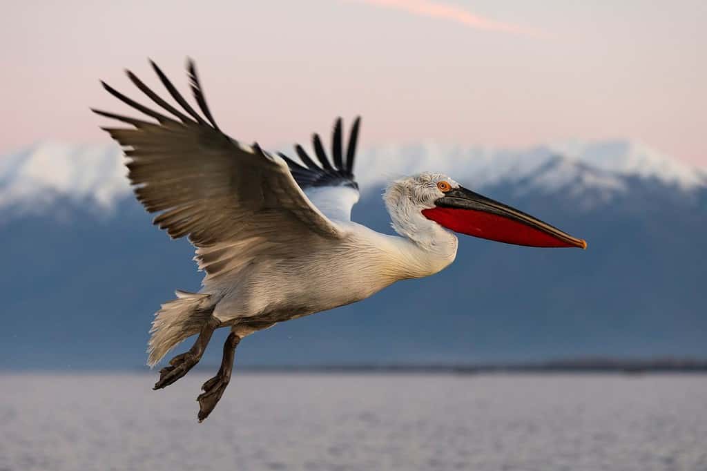 Dalmatian pelican in flight. Pelicans from Kerkini lake, Greece.