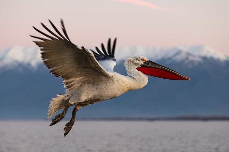 Dalmatian pelican in flight. Pelicans from Kerkini lake, Greece.