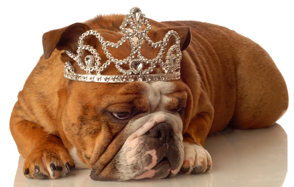 english bulldog wearing princess crown and silly expression