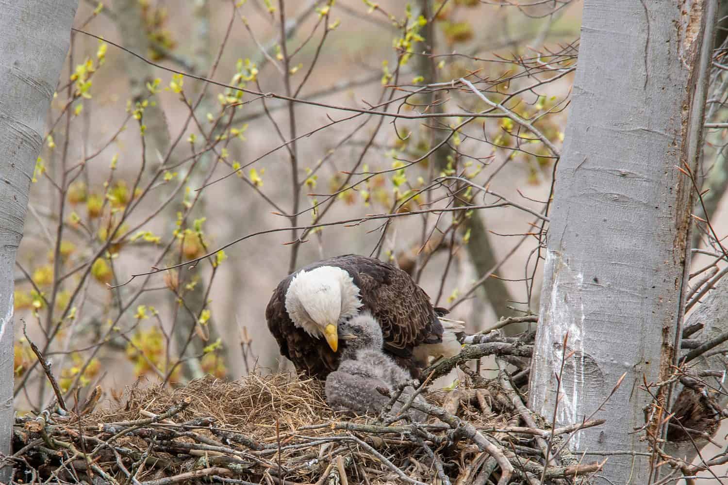 A close view of a bald eagle adult comforting the eaglet, high up in the nest.
