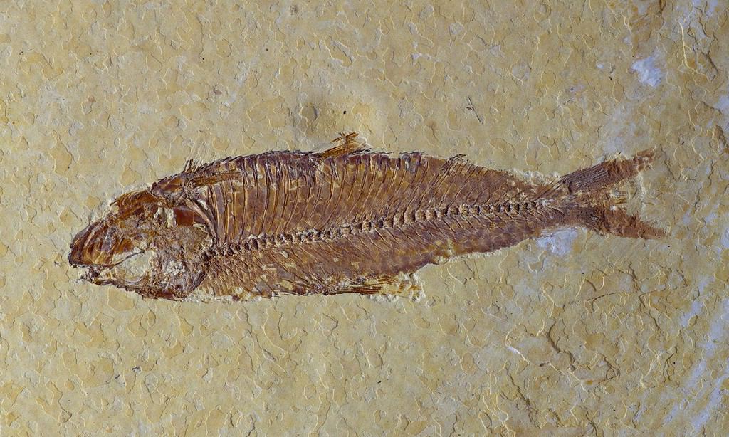 Knightia fossil fish from the eocene period