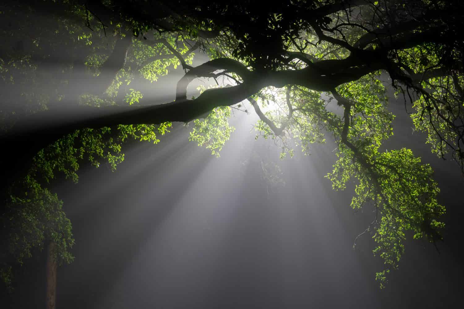 A Texas live oak tree branch is silhouetted in front of a street light. Beams of light push through the dense fog at night. 