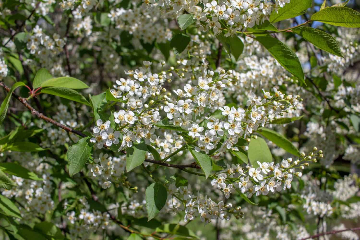 Close up view of emerging white flowers on a Canada red chokecherry tree in spring