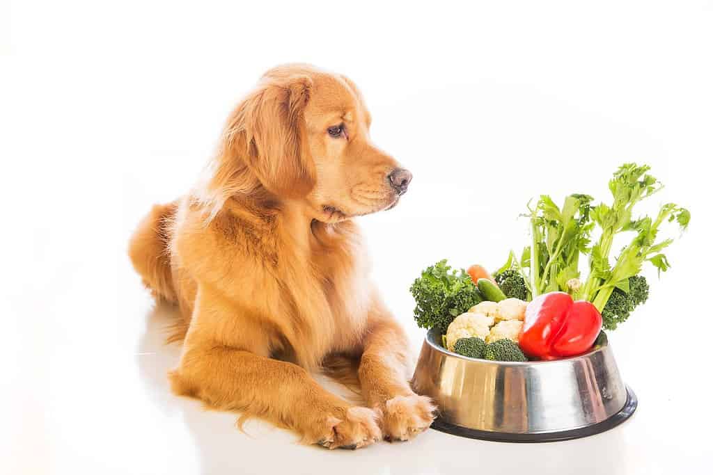 a beautiful golden retriever dog looking at a bowl of vegetables