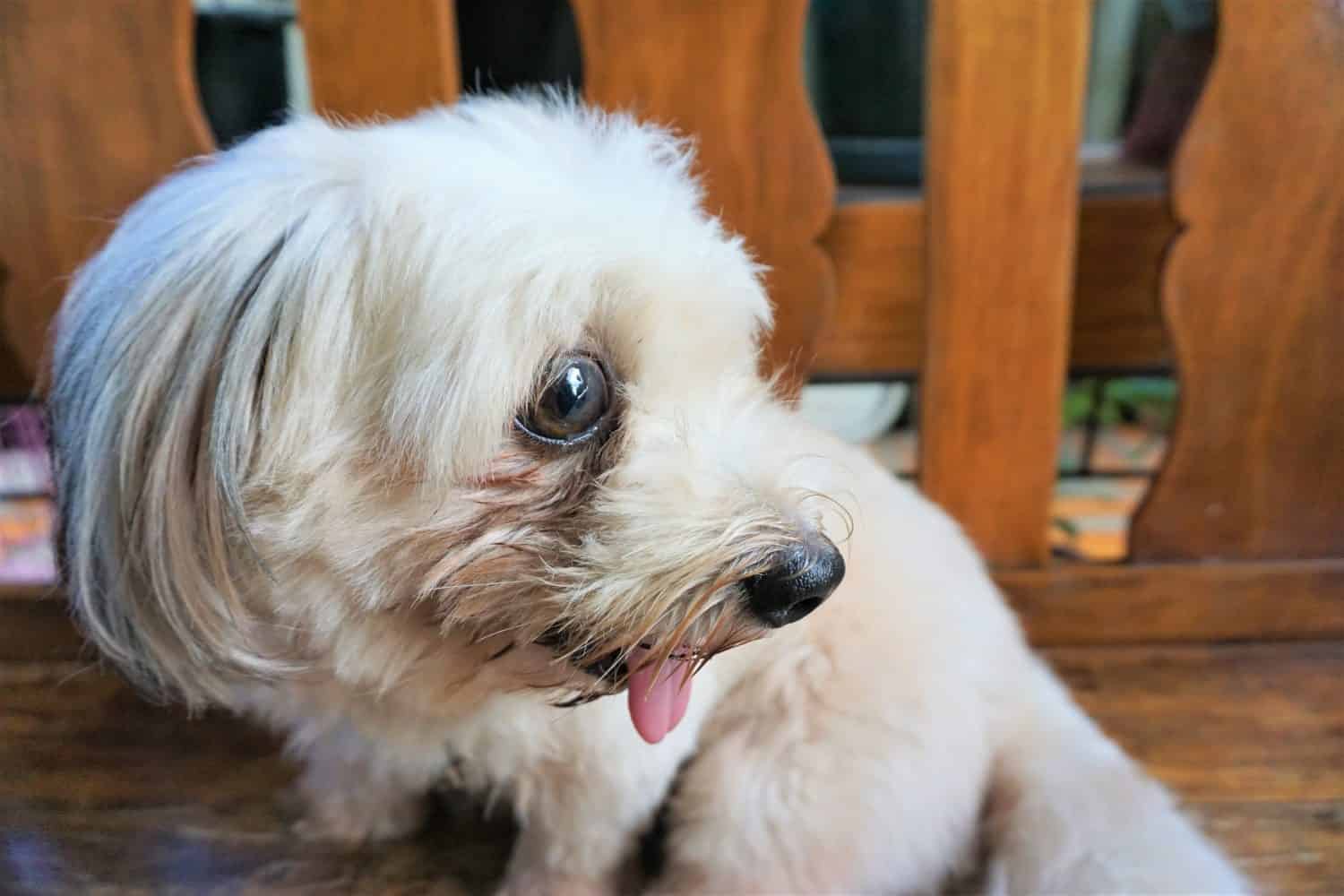 Selective focus of a dog's side view face, showing its tear stain. A mixed breed dog of Maltese and Shihtzu.