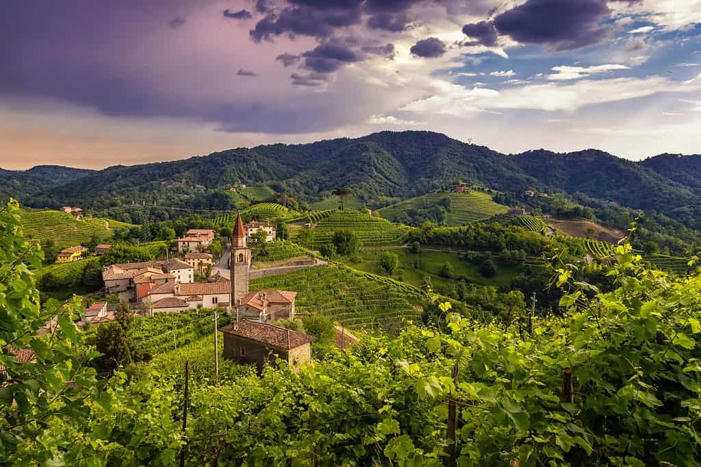 Green landscapes on the Prosecco hills