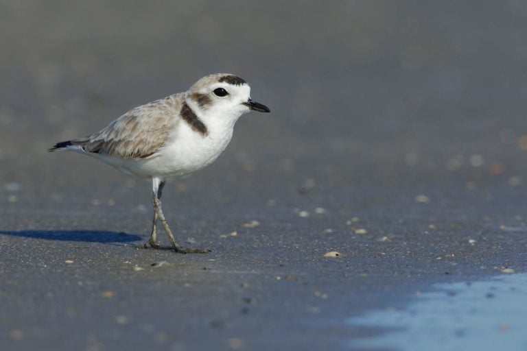 Adult Snowy Plover (Charadrius nivosus) breeding plumage in Galveston County, Texas, United States, during spring migration. Standing on the beach.