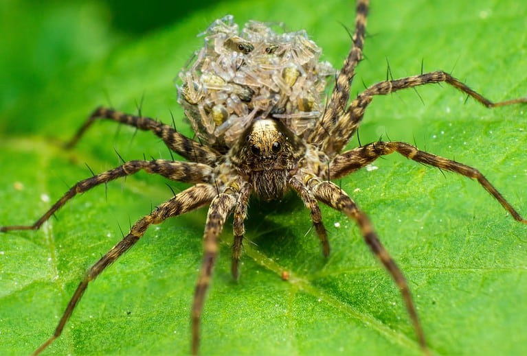 female wolf spider with children, Wolf spiders are members of the family Lycosidae, on a green leaf, in a natural habitat, Kiev, Ukraine