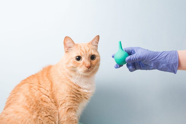 cute red cat on a blue background is waiting for an enema, a hand in a blue rubber disposable glove holds a small green enema, copy space