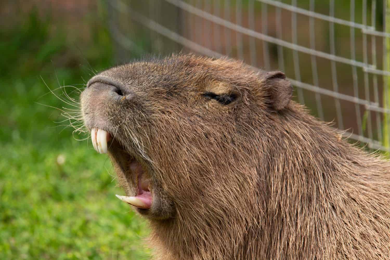head and shoulders of a giant rodent showing his teeth with a fence and grass behind
