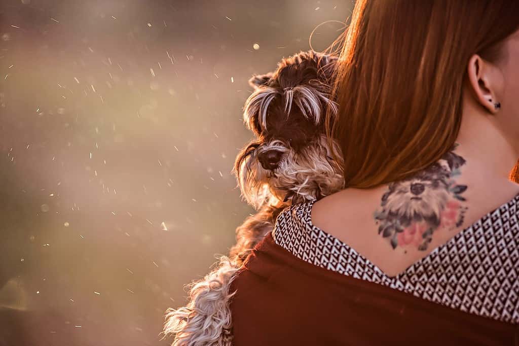 A large portrait of a black Schnauzer on the girl's arms, on her back she has a dog tattoo as a keepsake. Pet care, care, travel. Friendship of people and dogs. Close up, copy space, mock up