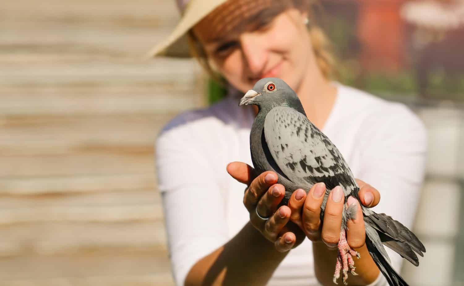 A young woman holds in the hands of a mail pigeon.  She is looking forward to his return from a long journey.