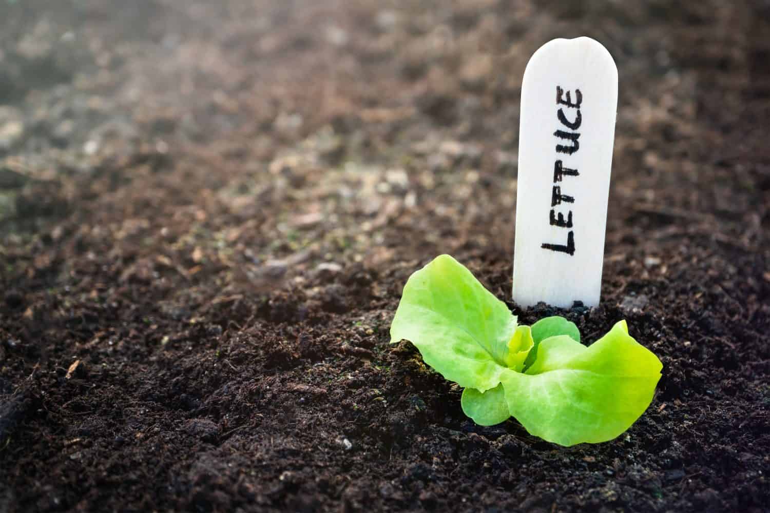 Just emerged lettuce plant seedling with wooden name tag. surrounded by soil. Cabbage lettuce (Lactuca sativa). Close up. Vegetable plant started from seed.  Copy space. 