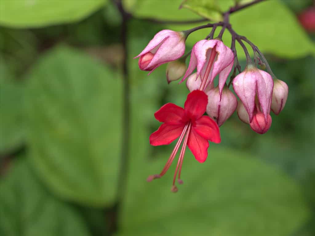 Closeup pink red flowers Bleeding-heart vine ,Clerodendrum thomsoniae soft selective focus for pretty background ,macro image ,delicate beauty of nature ,free copy space for letter ,tropical plants