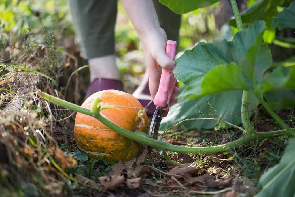 farmer cuts orange pumpkin on bed in garden. autumn harvest time. preparing for thanksgiving or Halloween.