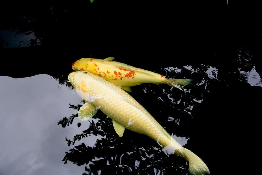 Platinum Ogon koi is pale yellow carp fish with sparkle like platinum. It has fully scales and one bright color all over body. It's swimming with Kohaku in freshwater in rural park. Lampang Thailand.