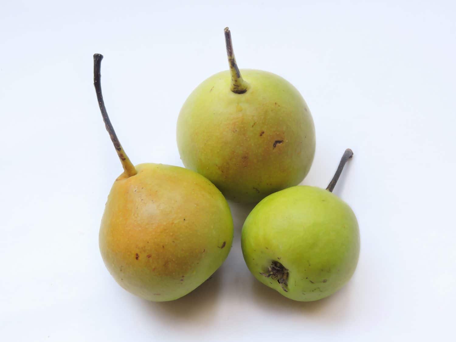 A variety of pear found in India called Nag phal or Babughosa in local language. It is sometimes called as Indian pear. It is sweet in taste and soft in appearance.