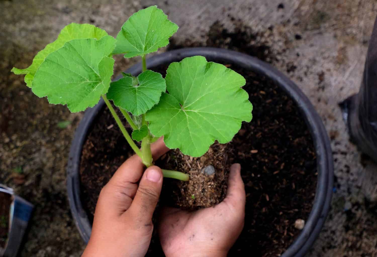 Planting young pumpkin plant in a pot, hands holding pumpkin plant,