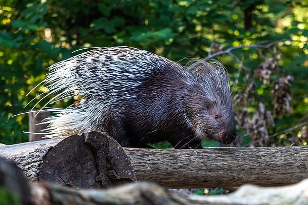 The 12 Largest Rodent Species in the World - A-Z Animals