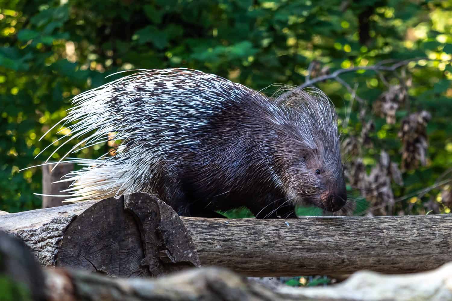 The 12 Largest Rodent Species in the World - A-Z Animals