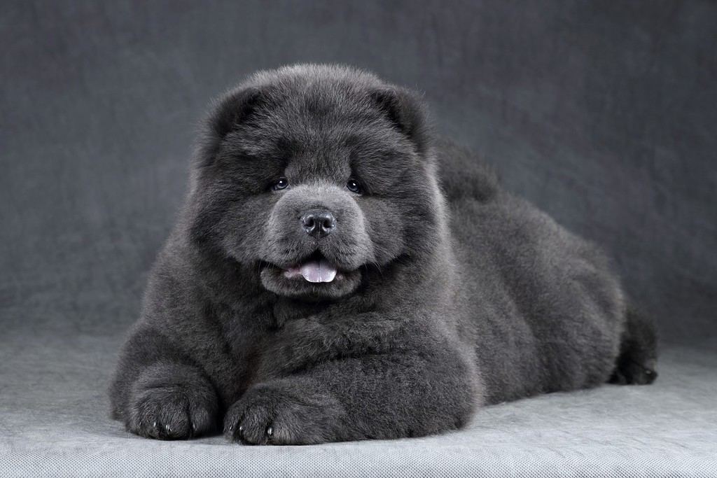 Cute fluffy chow-chow puppy on a gray background. Blue puppy