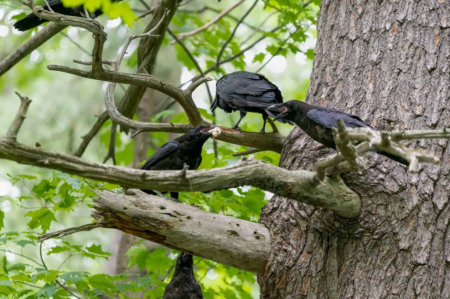 American crow siblings arguing over the latest food delivery from their mother with a green leafy background