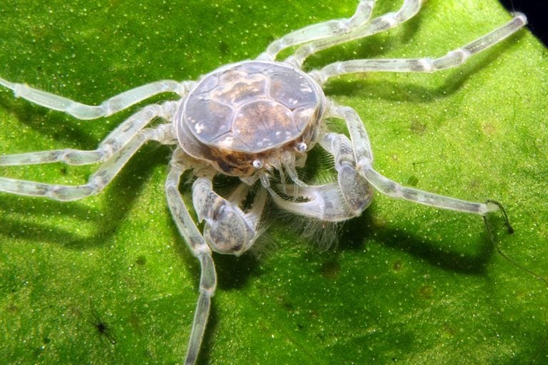 Limnopilos naiyanetri, Freshwater Aquarium Thai Micro Crab