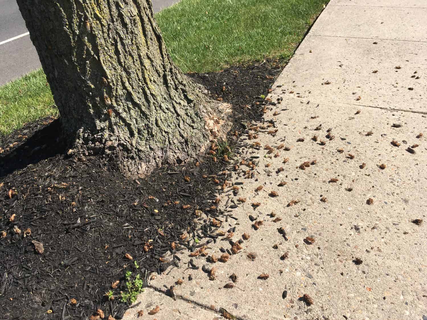 Hundreds of Brood X Cicada Exoskeletons by a tree in Princeton New Jersey 2021